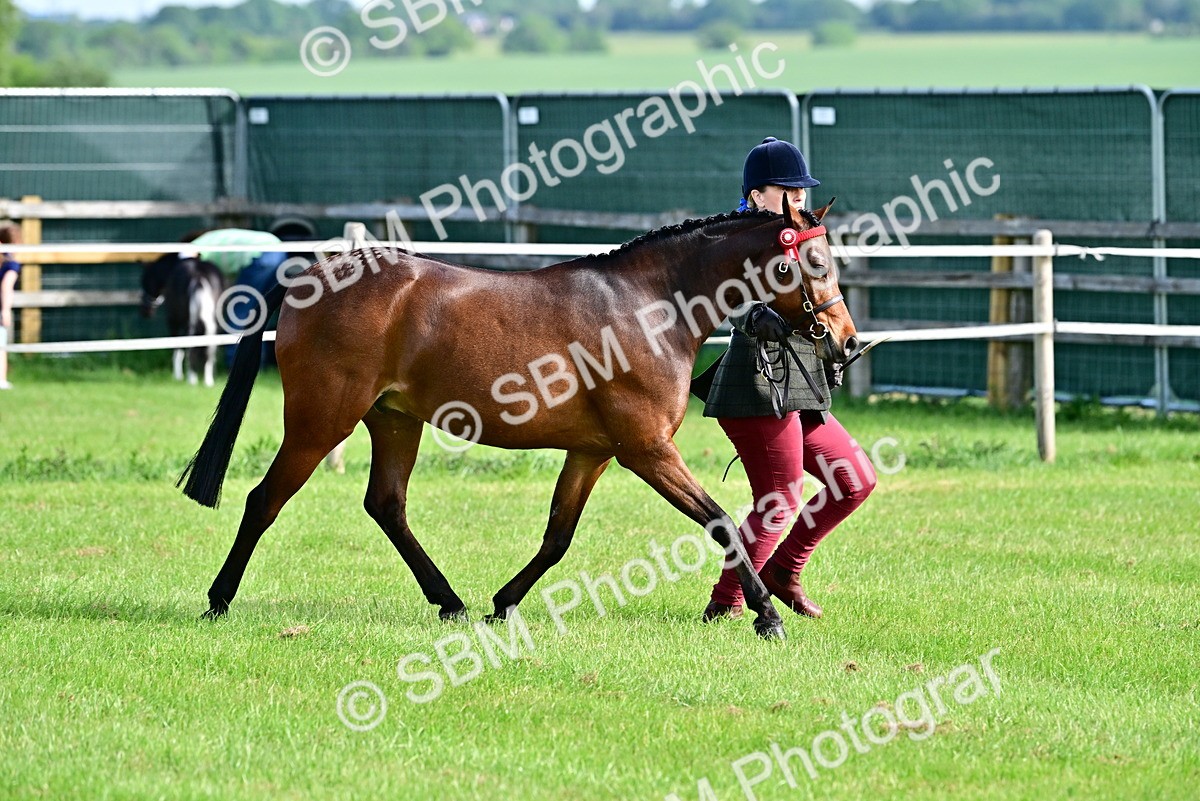 SBM_00961 - Class 46-49 - Arab and Part Bed-Anglo Arab In Hand