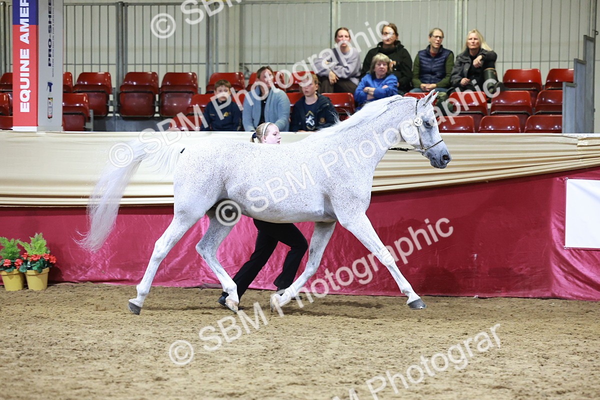 SBM_20681 - Class J - Foreign Breeds Champ