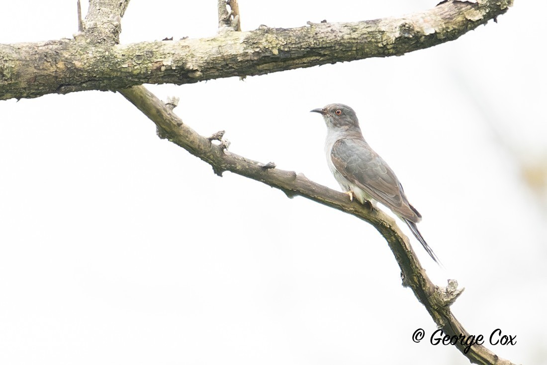 Common Cuckoo - Sri Lanka