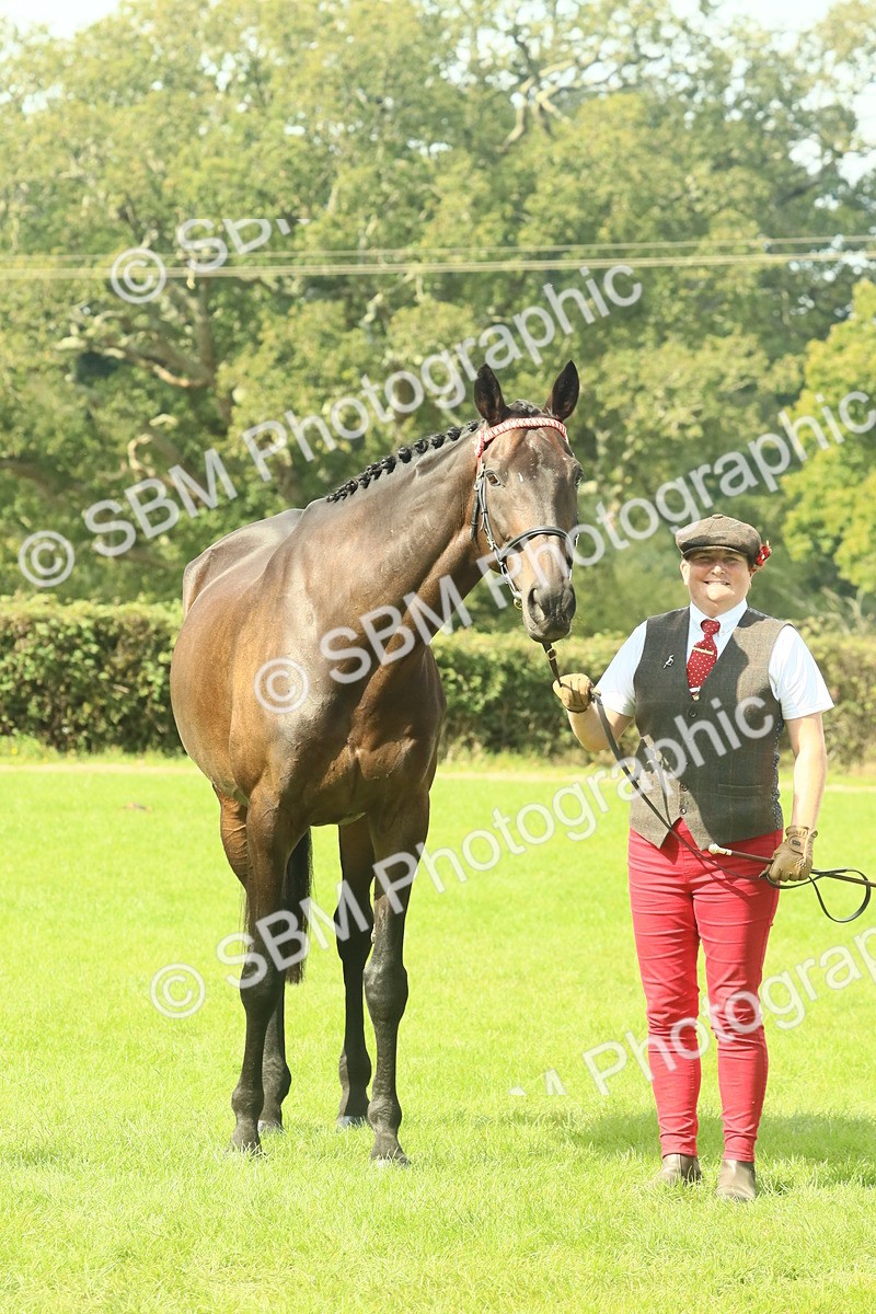 SBM_66405 - S34 - Rehabilitated Rescue Horse & Pony In Hand & Ridden