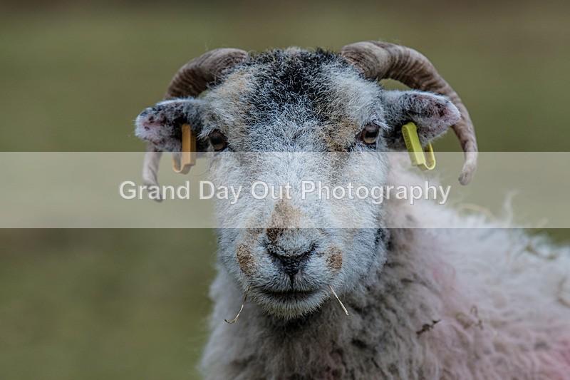 BB Kong-1086 - BB Kong Fell Race Saturday 15th February 2025