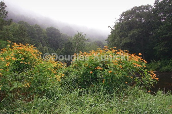 On the Clarion - Allegheny National Forest