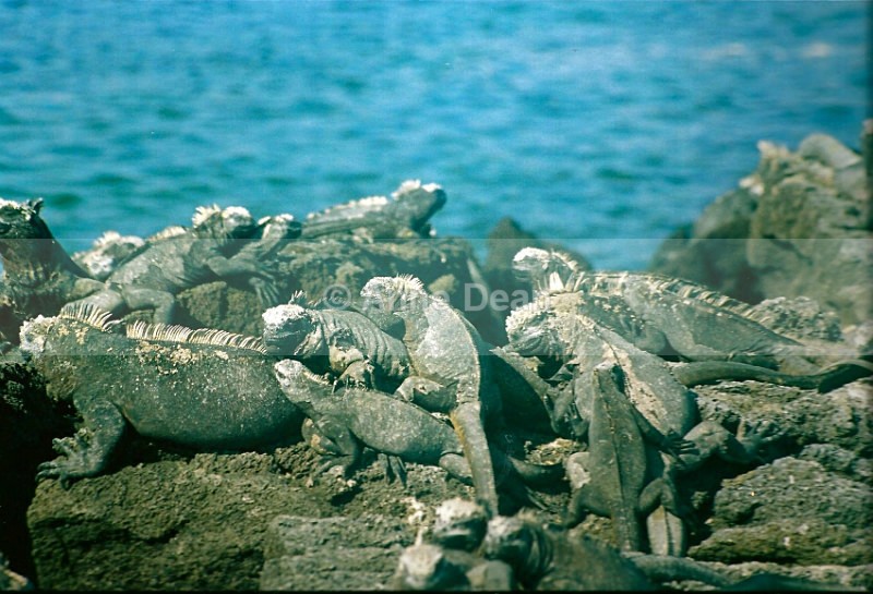 Getting kind of crowded - Wildlife from the Galapagos Islands