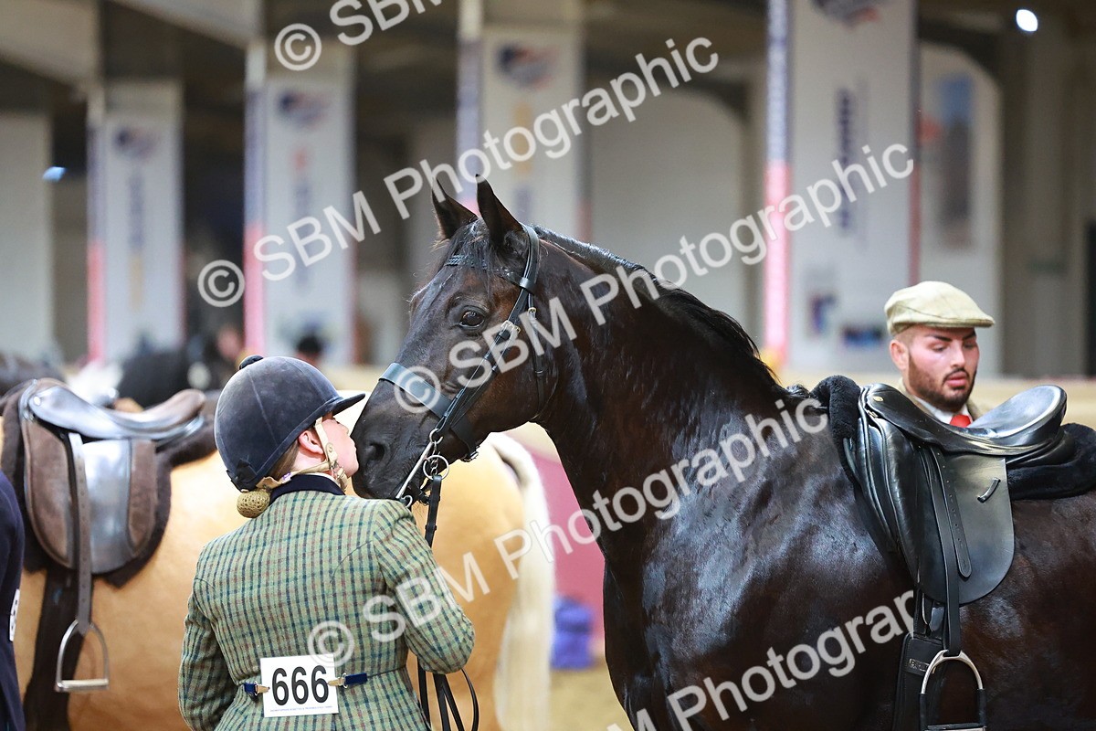 SBM_09781 - Class 102 - HOYS Veteran Qualifier - Ridden Veteran