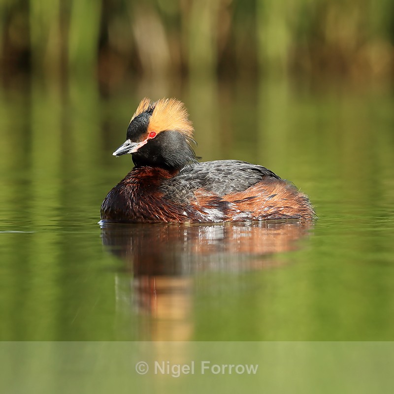 Slavonian Grebe, Lake Myvatn, Iceland - Slavonian Grebe