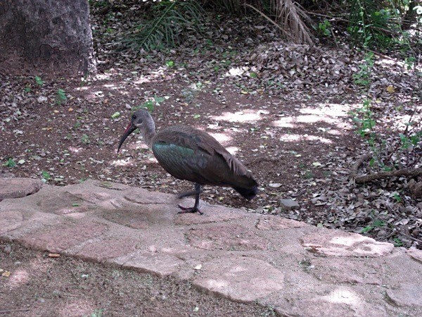 Hadeda Ibis - SA - BIRDS & INSECTS