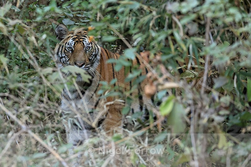 Tiger hidden in jungle, Bandhavgarh Reserve, India - Tiger