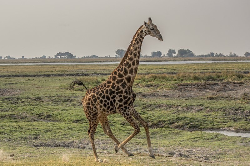 Galloping Giraffe - Botswana Wildlife
