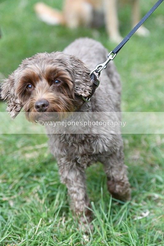 WJ5_9278 - Class 1 Best Cross Breed / Heniz 57