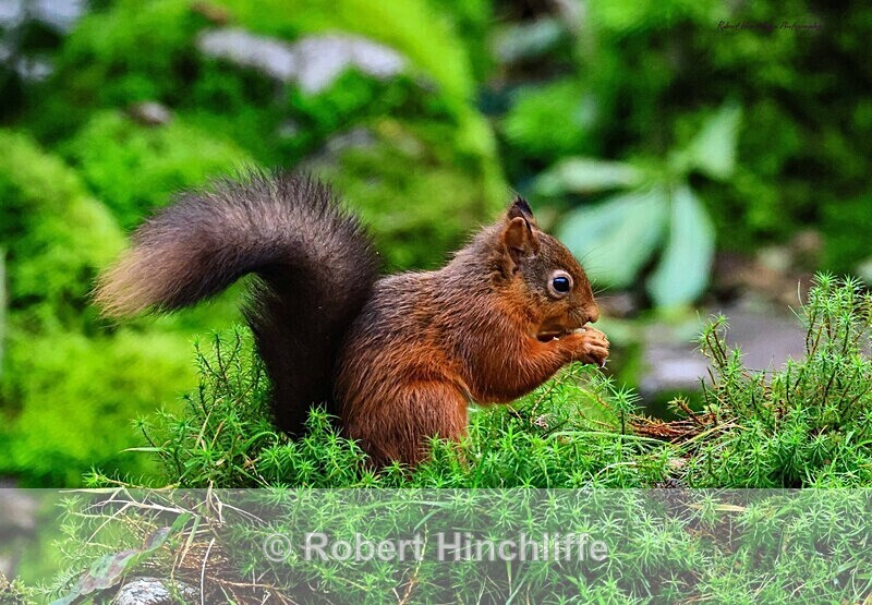 Red Squirrel - United Kingdom