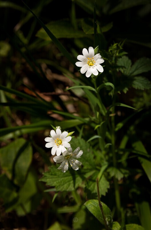 The Lockdown exercise - The Lockdown Series