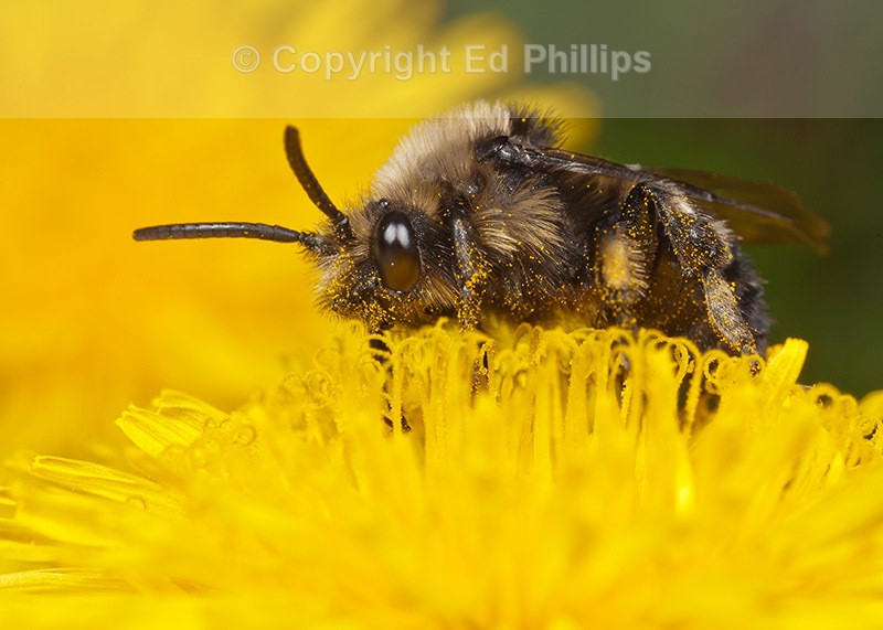 Melecta albifrons
