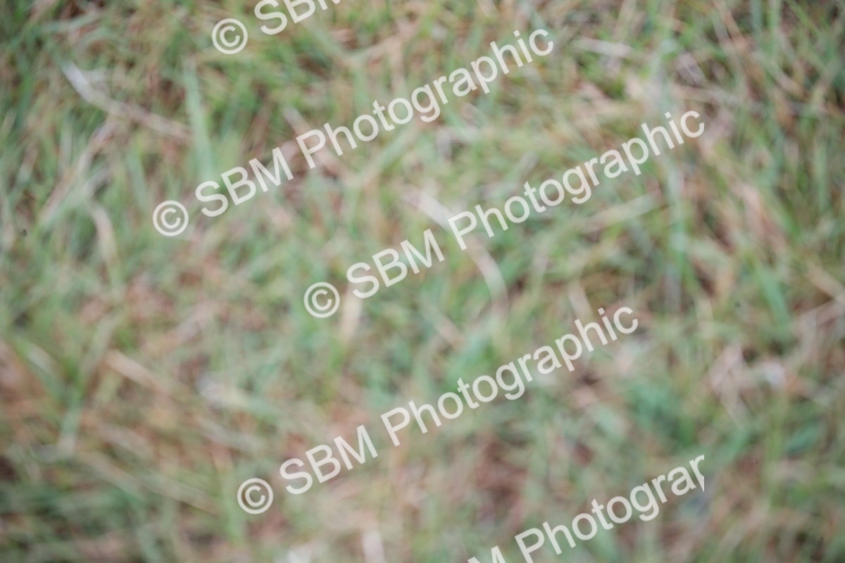 SBM_03665 - Class 23-25 - British Miniature Horse of the Year