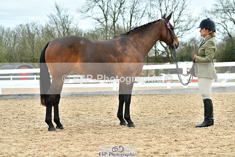 230416A-135619-04972 - Cls 60 Ridden Show Horse