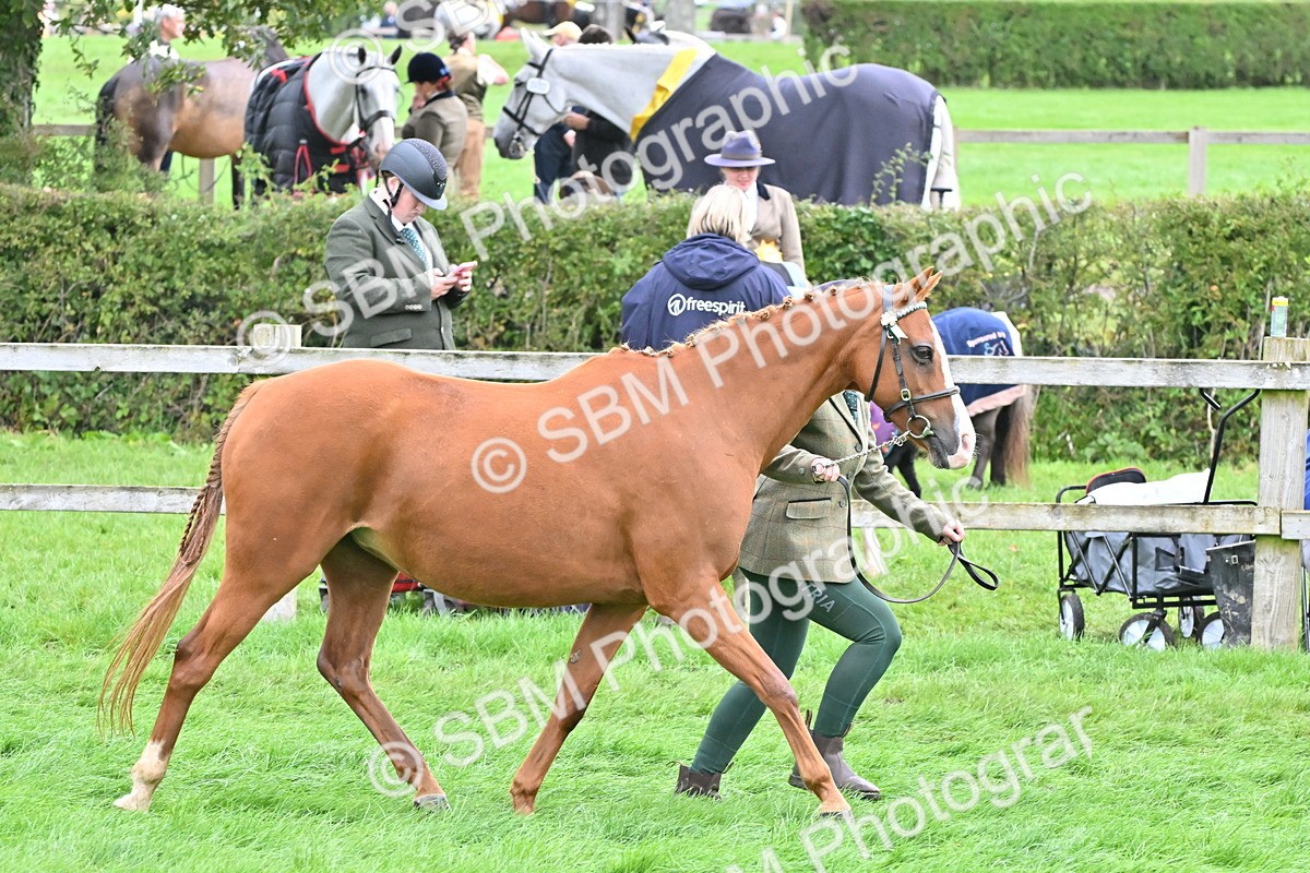 SBM_57557 - S46 - Part Bred Arab & Native Pony In Hand