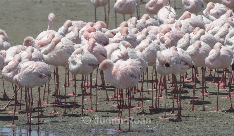 Lesser Flamingo in wind - Namibia 2022
