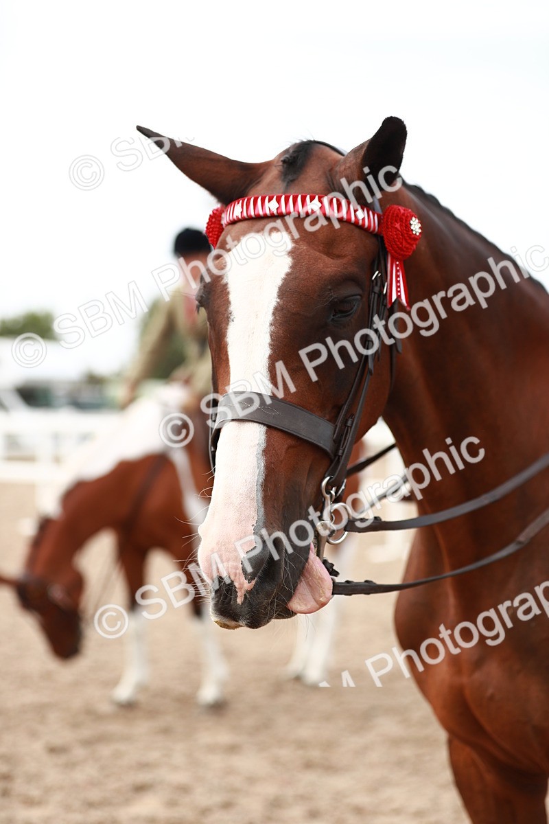 SBM_17584 - Class 215 Ridden Hack/ Riding Horse