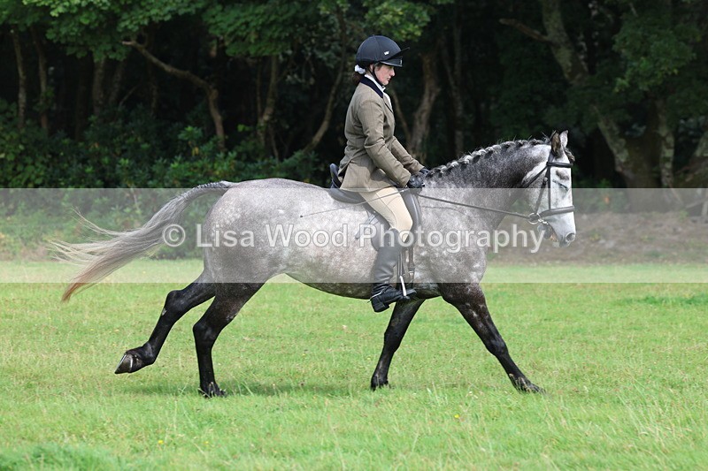 3E7A5999 - Class 28: 75cm Working Hunter