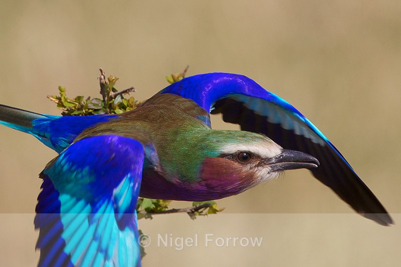 Lilac-breasted Roller in flight after taking off from a bush - Lilac-breasted Roller