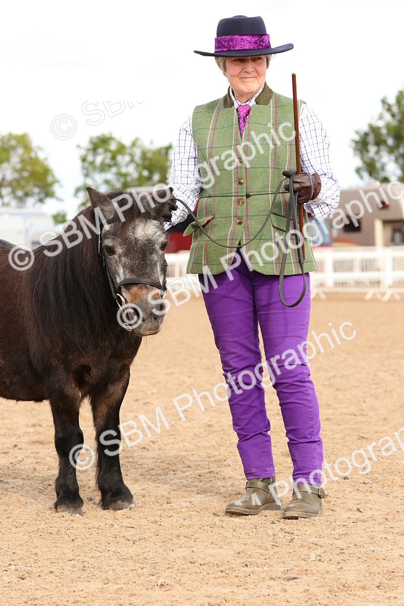 SBM_10314 - Class 206 - IH Non Show Type Pony