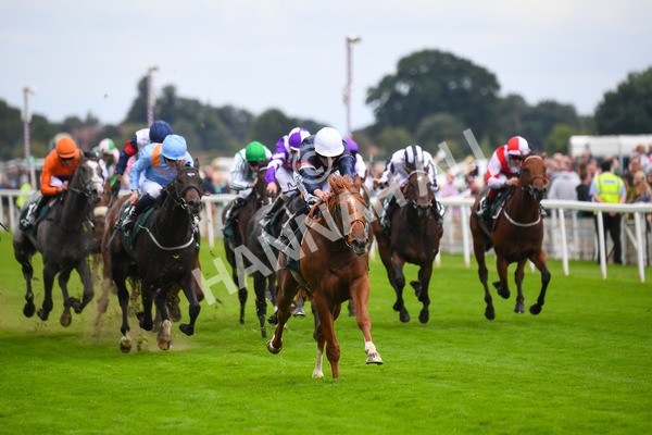 240823-Race 2-Dragon Leader-0217 - Race 2 2.25pm Goffs UK Harry Beeby Premier Yearling Stakes