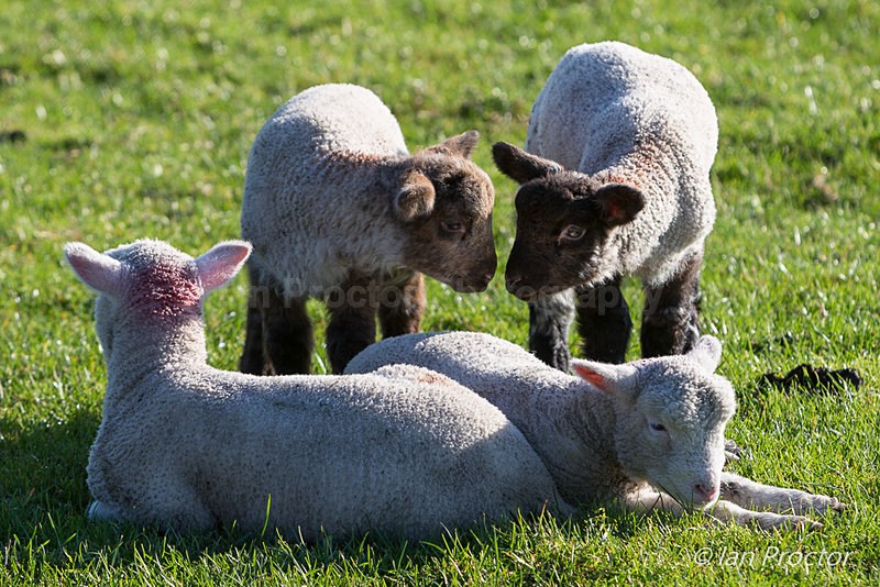 Cute Lambs! - Nature
