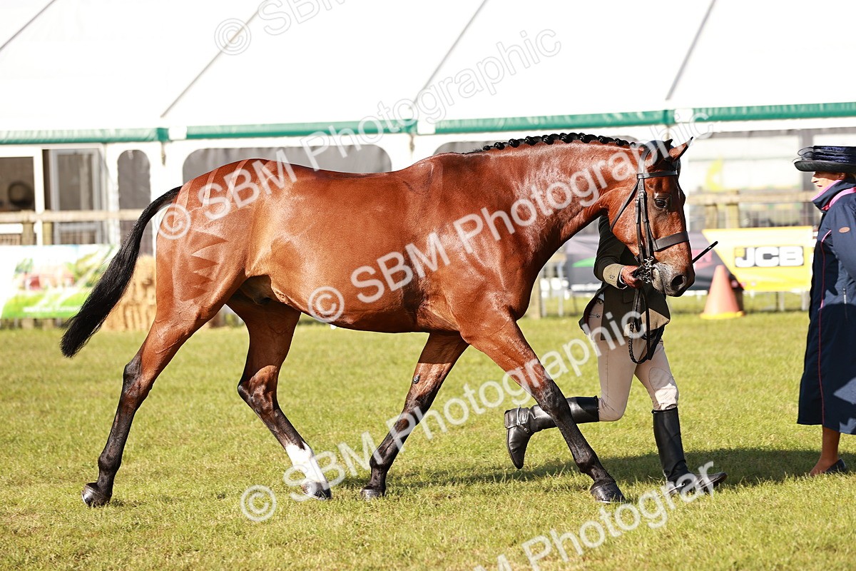 SBM_10812 - Class 81-84 - RIHS Ridden hunters Inc Ladies Hunter