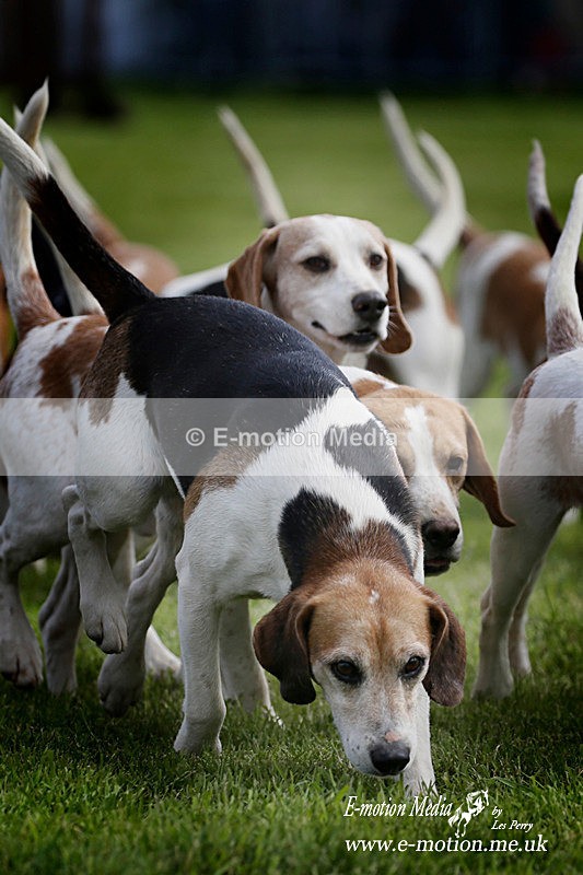 SO050519 0192ab - Dogs