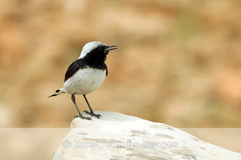Finsch's Wheatear - Turkey