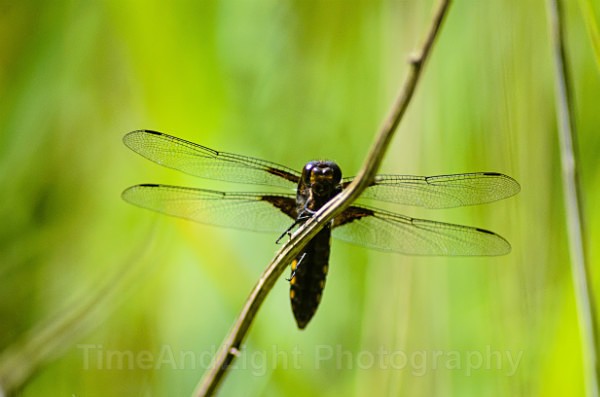 Male Broad Bodied chaser - Dragonflies & Damselflies