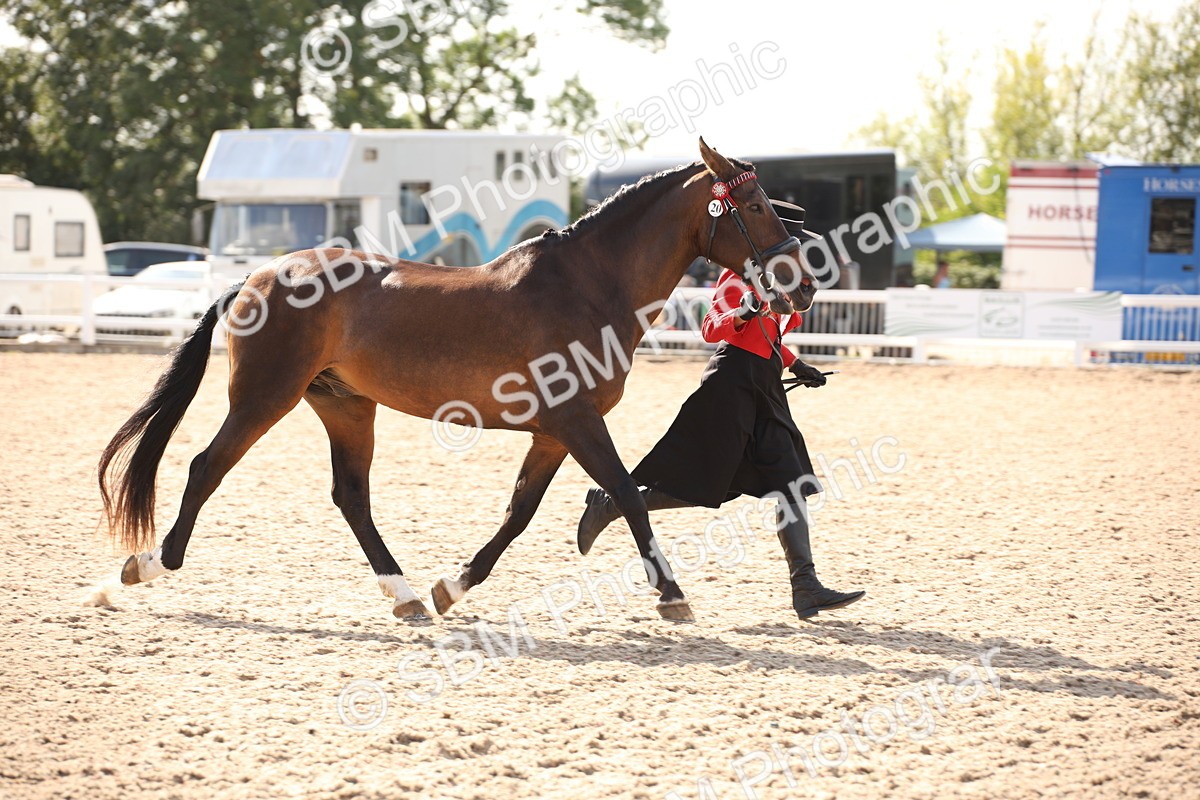 SBM_07393 - Class 26 IH Foreign Breeds -Part bred