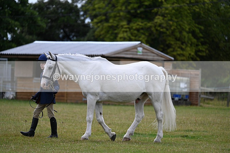 WJ7_6797 - Class 5 Handsome Gelding in hand