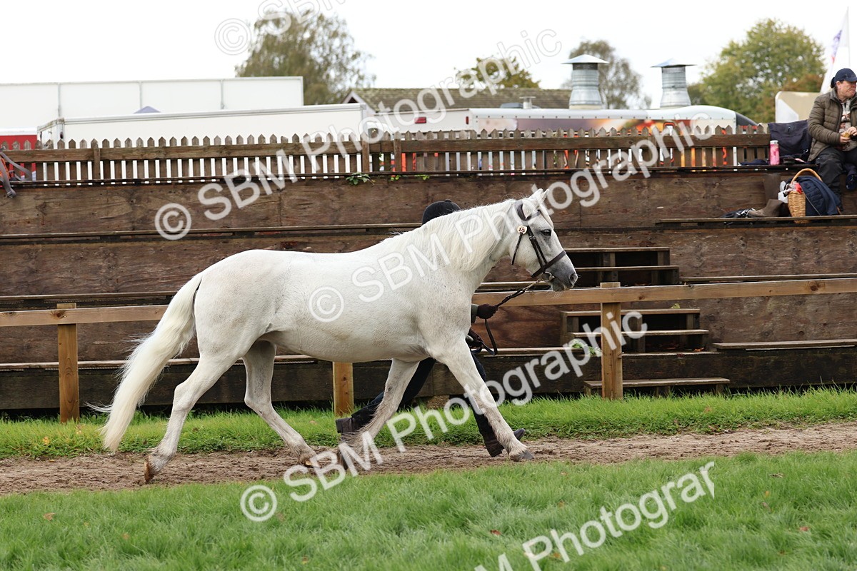 SBM_39479 - S24 - Young Veteran In Hand