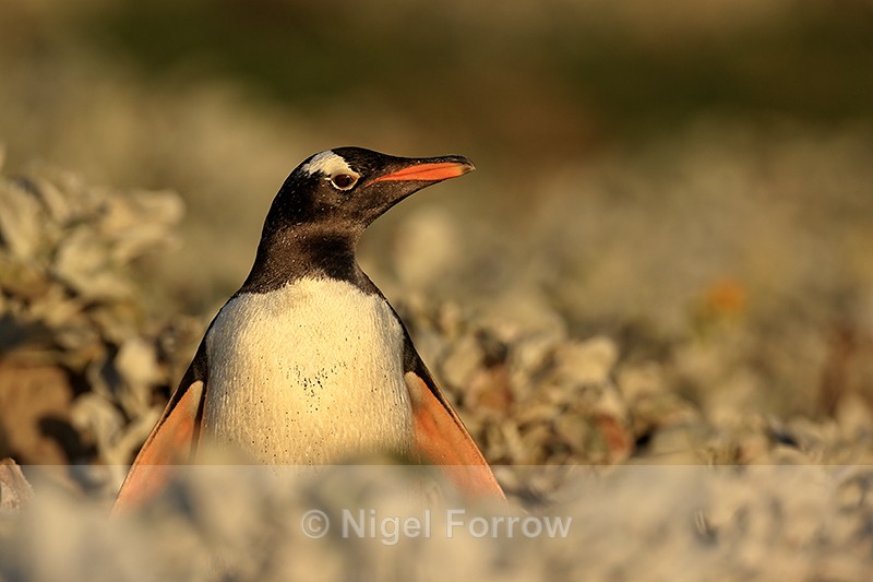 Gentoo Penguin, early morning light, Sea Lion Island, Falklands - Gentoo Penguin