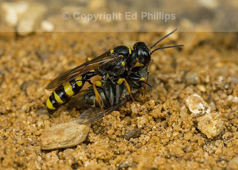 Mellinus arvensis (f)