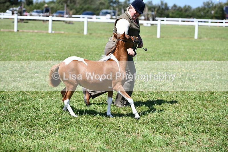 DSC_7002 - Class 59: Miniature Horse Yearling