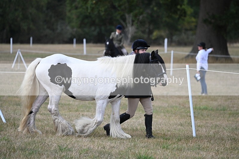 WJ6_6404 - Class 20 In-hand Cob