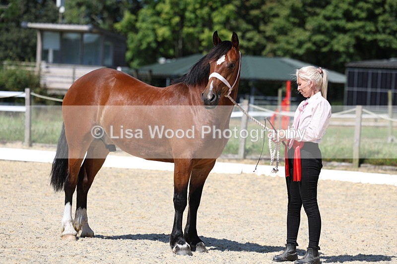 3E7A9904 - In Hand Championship