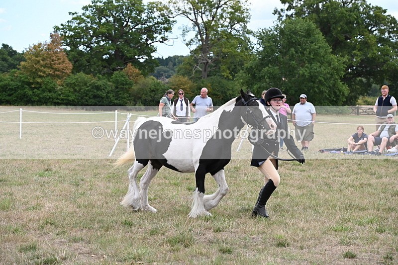 WJ6_5719 - Class 18 In-hand Coloured