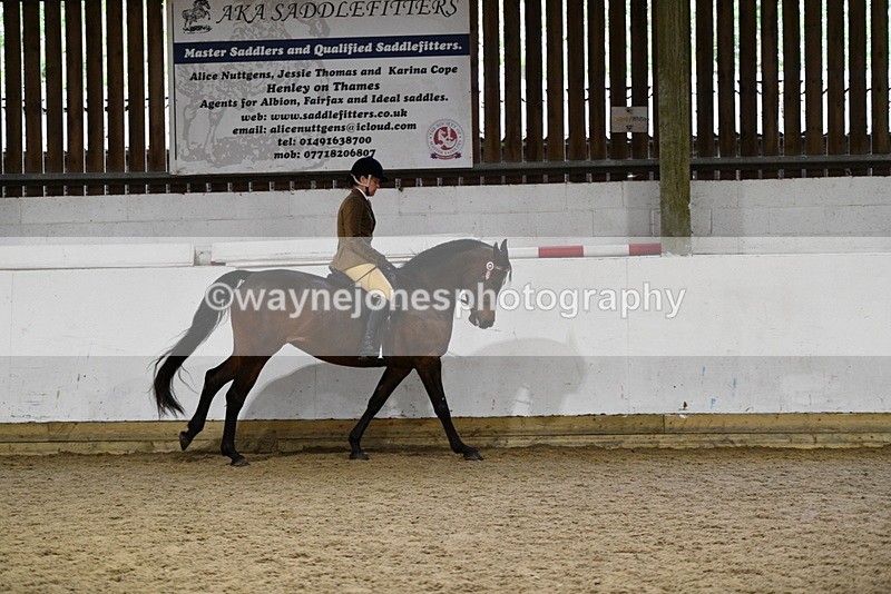 WJ5_8859 - Class 15 Ridden Show Horse