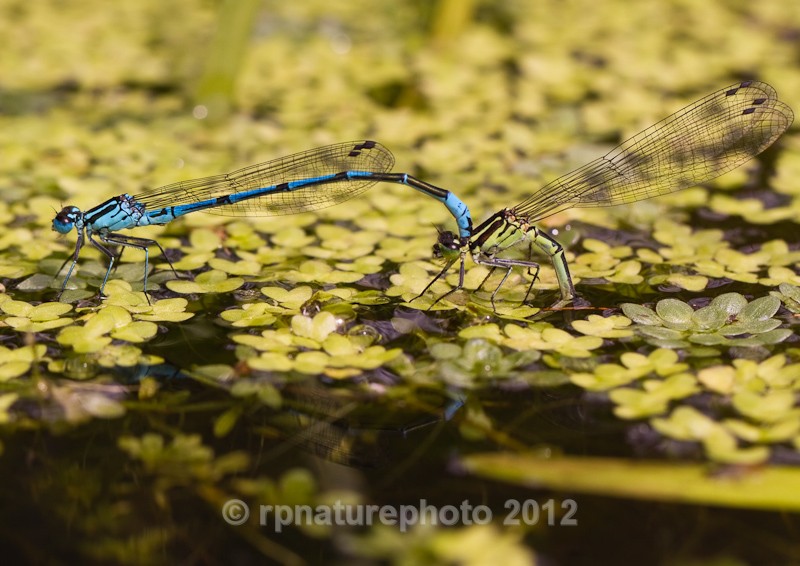 Azure Damselfly - Coenagarion puella RPNP0014 - Insects & Spiders