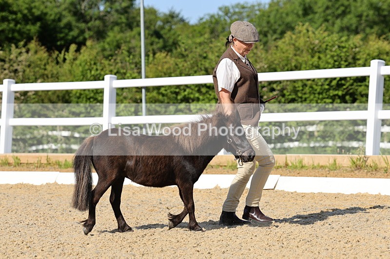 1X9A0659 - Class 3: Youngstock 1, 2, 3 year old not to exceed 153cm