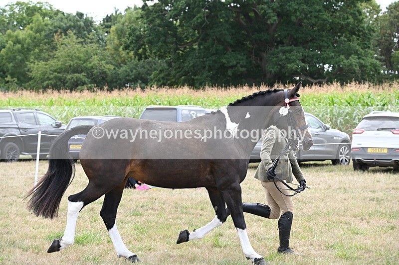 WJ6_6244 - Class 19 In-hand Veterans (Uploaded correct folder)