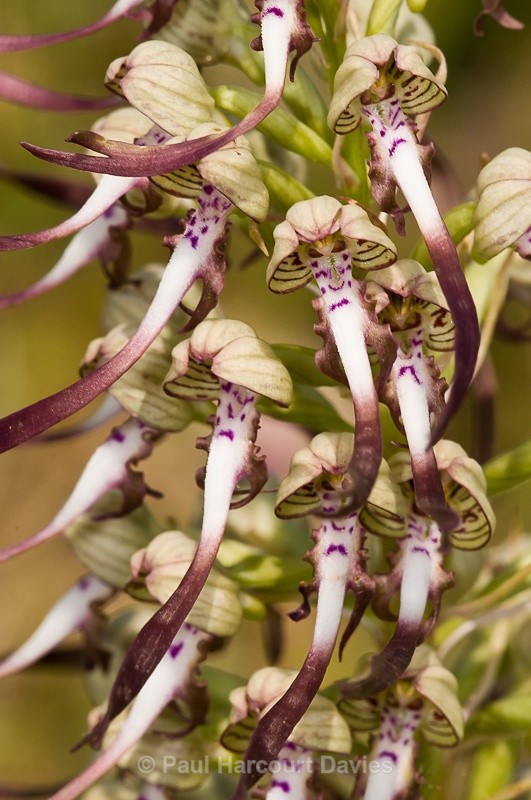  - Orchids - Various