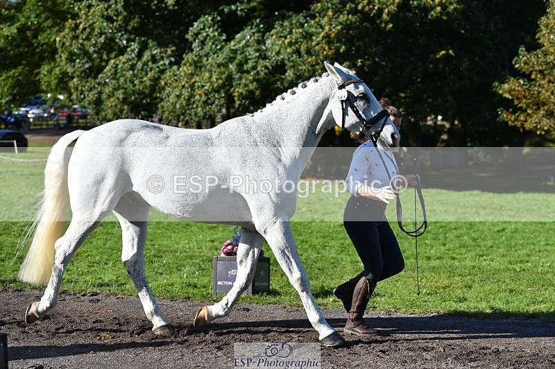 231022-110716-23734 - 437-DONBEG.GREY-Hannah.Underhill-TrotUp+SJ