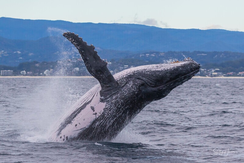 0A3A5671 - 2024 Whale Photos