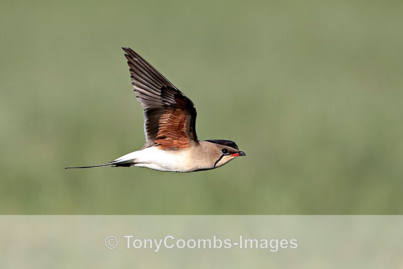 Collared Pratincole - Sinoe - Constanta