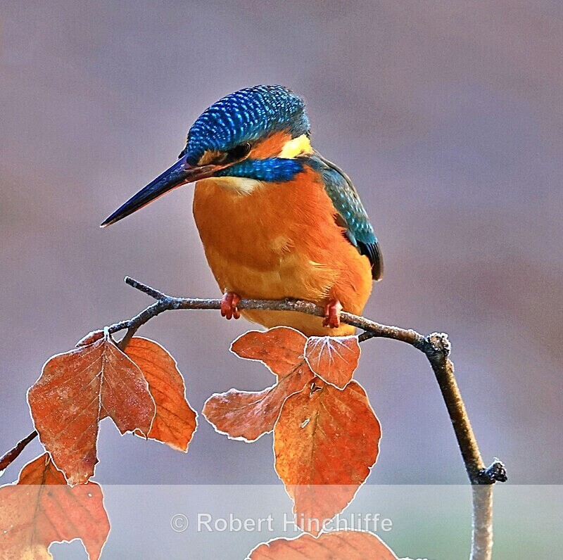 Kingfisher 1 - Cards 2