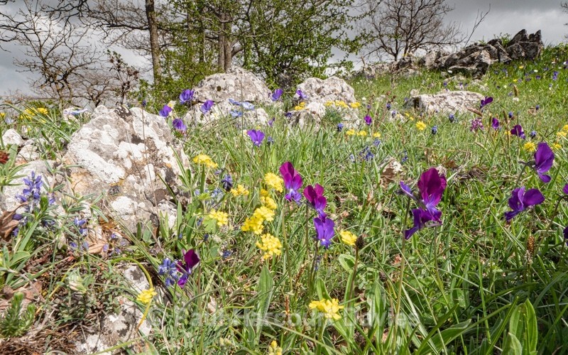  - Gargano - Flowers in the Landscape