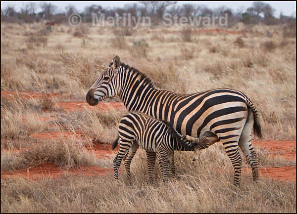 Young zebra feeding - Kenya, Tsavo East
